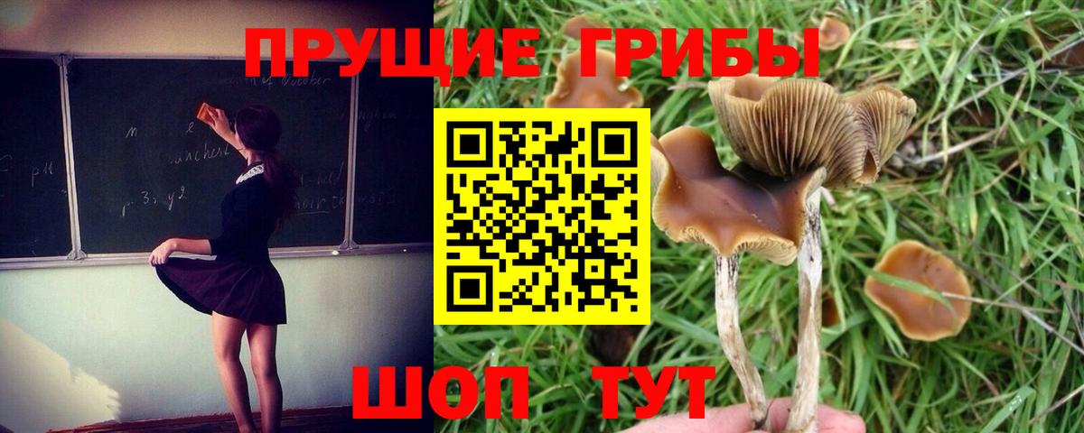 Серов  Галлюциногенные грибы MAGIC MUSHROOMS  Вход с VPN 
